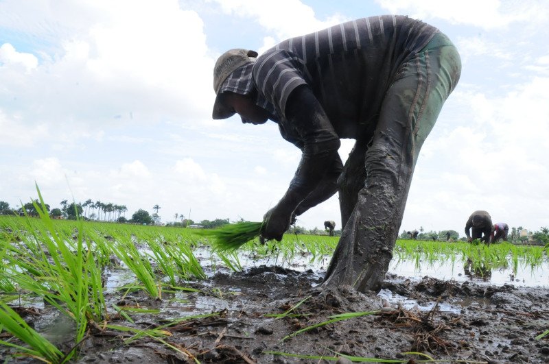 Arroceros de Montecristi y Valverde temen crisis por la repatriación de haitianos