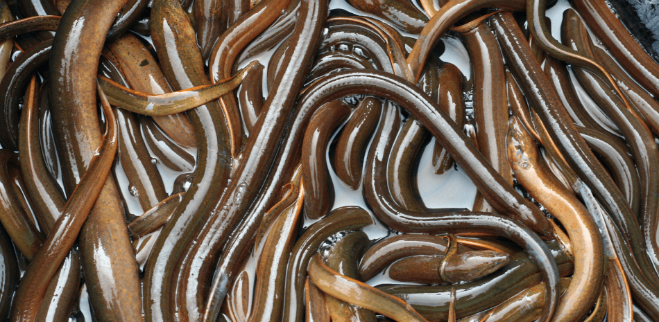 Dos pescadores de anguilas fallecen en Miches, tras ser arrastrados por crecida de río Jovero