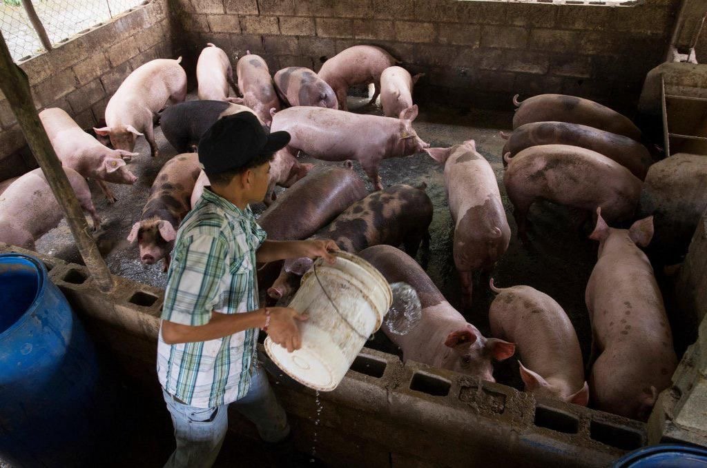 Acusan al PRM de dañar «estatus sanitario del país» y crear crisis a productores de cerdo por mal manejo de la PPA