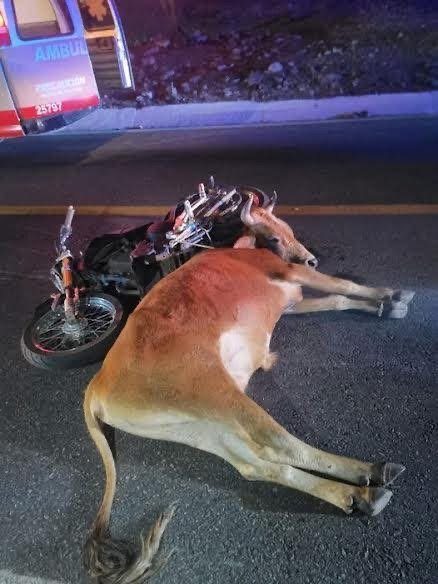 Muere motociclista tras chocar con una vaca