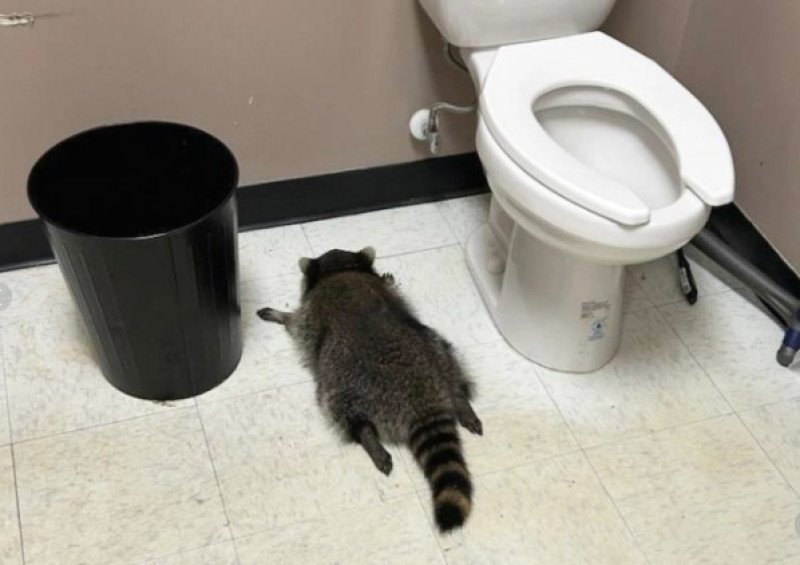 ¡Insolito! Un mapache se emborracha en licorería de Virginia y se desmaya en suelo de un baño