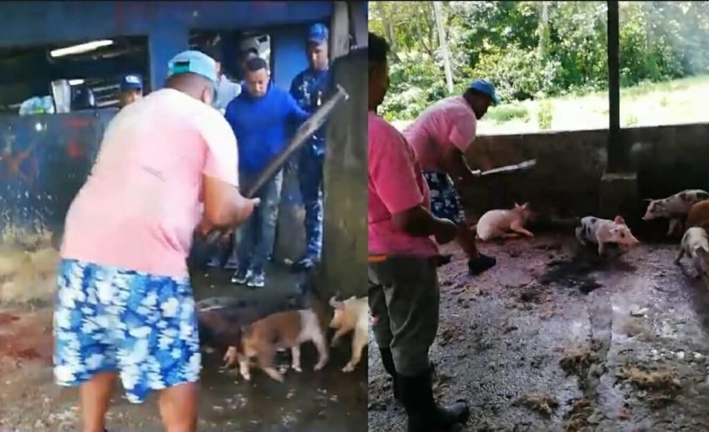 Indignación en Nagua: denuncian brutal matanza de cerdos en operativo oficial
