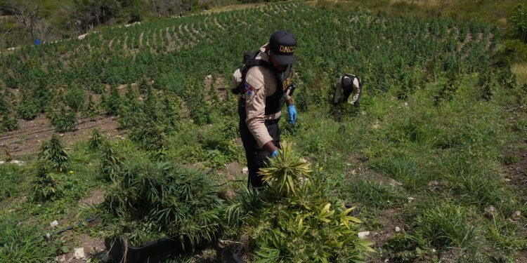 Descubren plantación con más 3,000 matas marihuana