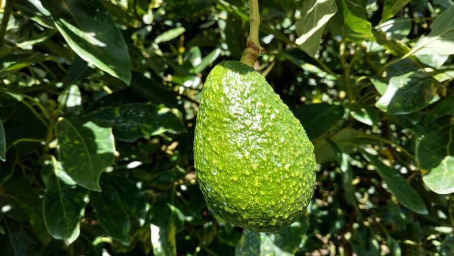Estados Unidos suspende importaciones de mayor productor de aguacate de México