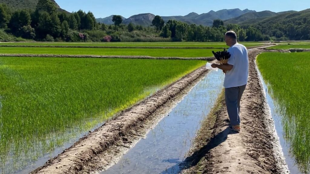 Convocan caminata en Nagua en defensa de los productores de arroz